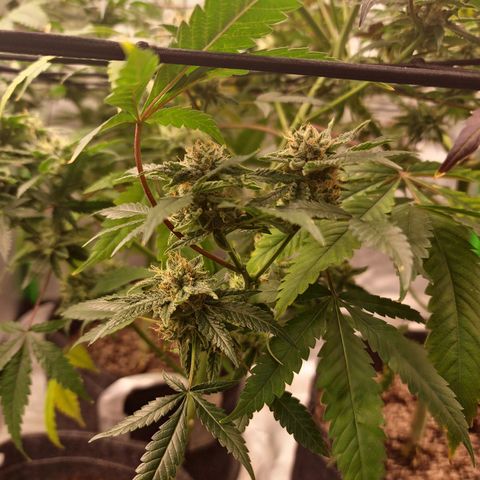 Blueberry Muffin growlog timeline photo