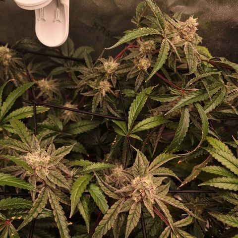 Blueberry Muffin growlog timeline photo