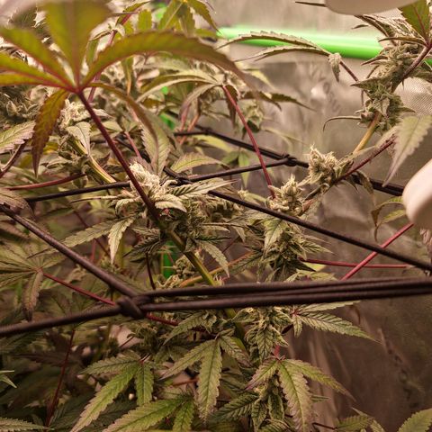 Blueberry Muffin growlog timeline photo