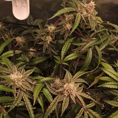 Blueberry Muffin growlog timeline photo