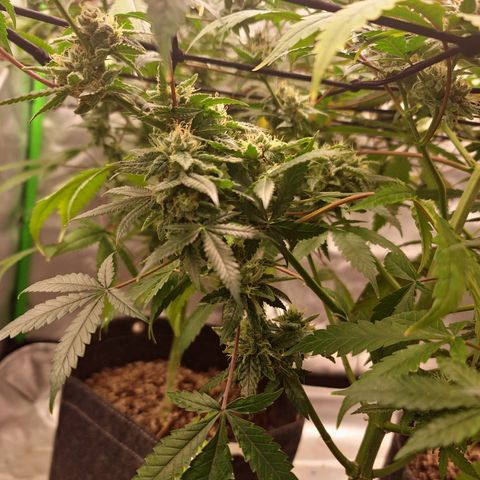 Blueberry Muffin growlog timeline photo