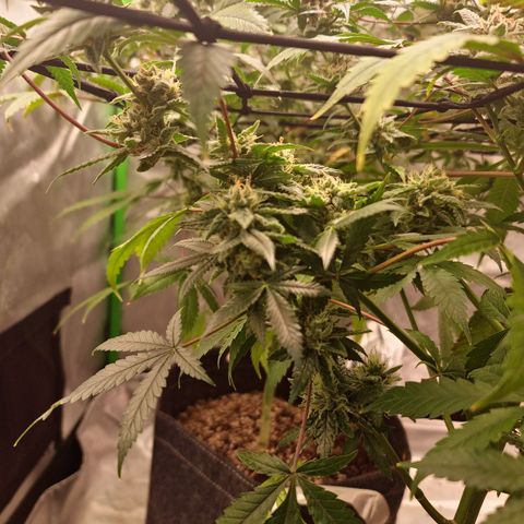 Blueberry Muffin growlog timeline photo