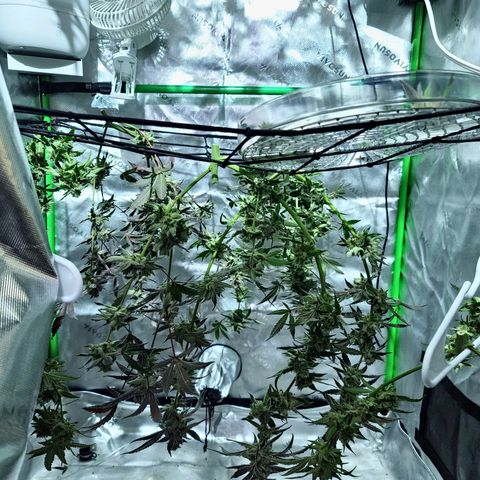 Blueberry Muffin growlog timeline photo