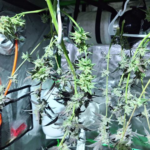 Blueberry Muffin growlog timeline photo