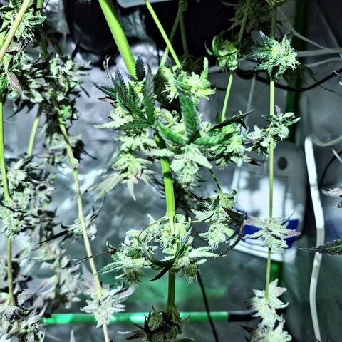 Blueberry Muffin growlog timeline photo