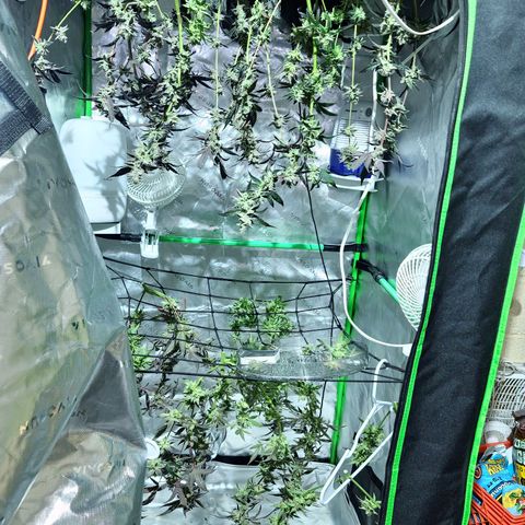 Blueberry Muffin growlog timeline photo