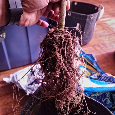 Blueberry Muffin growlog photo: Root system after harvest