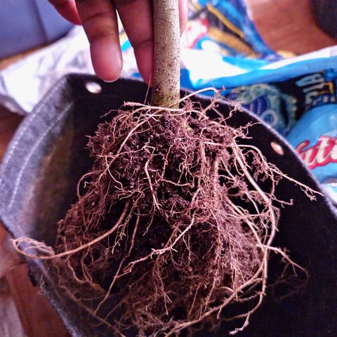 Blueberry Muffin growlog photo: Root system after harvest
