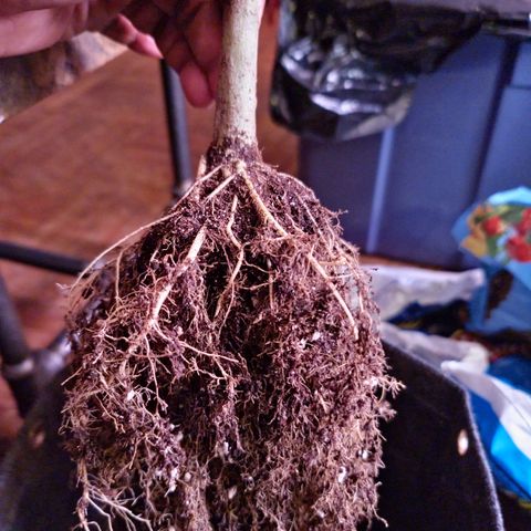 Blueberry Muffin growlog photo: Root system after harvest