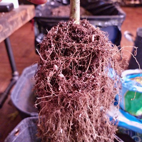 Blueberry Muffin growlog photo: Root system after harvest
