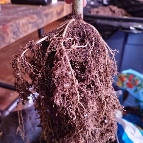 Blueberry Muffin growlog photo: Root system after harvest