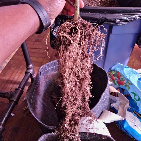 Blueberry Muffin growlog photo: Root system after harvest
