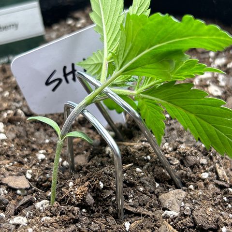 Shish growlog photo: First day of lst