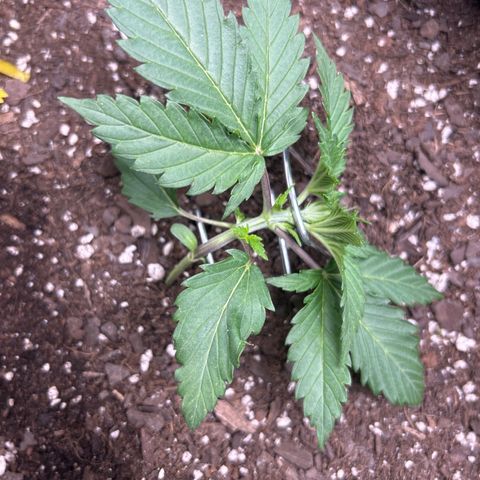Shish growlog timeline photo