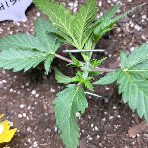 Shish growlog timeline photo