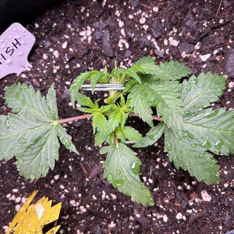 Shish growlog timeline photo
