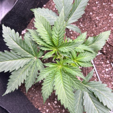 Shish growlog timeline photo