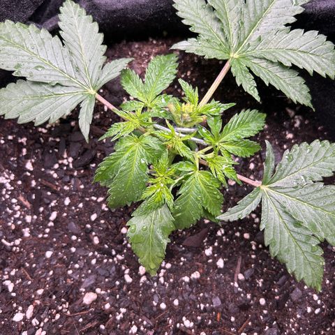 Shish growlog timeline photo