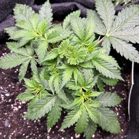 Shish growlog timeline photo