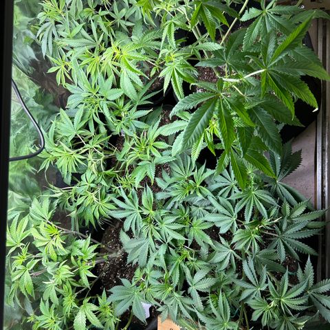 Shish growlog photo: Last day of vegetation 