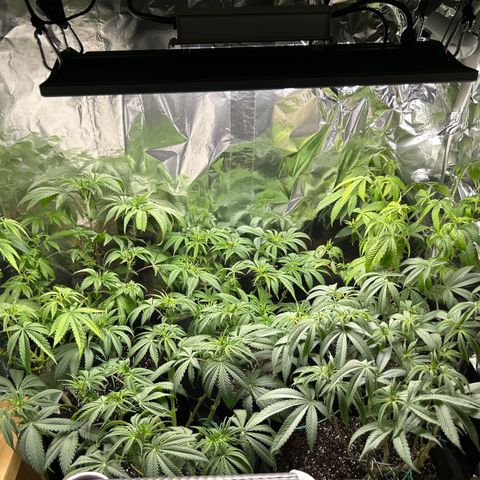Shish growlog photo: After defoliating and flushing 