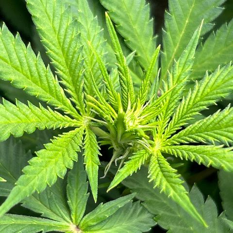 Shish growlog timeline photo