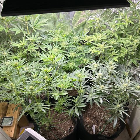 Shish growlog timeline photo