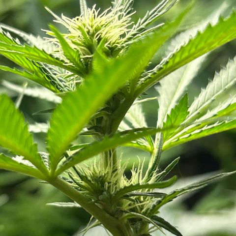 Shish growlog timeline photo