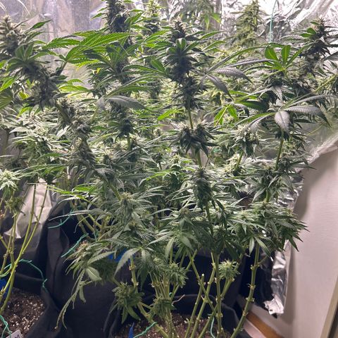 Shish growlog timeline photo
