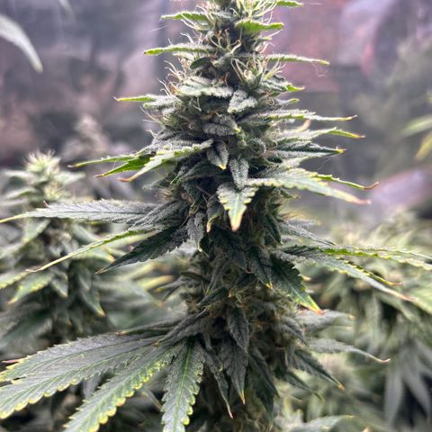 Shish growlog timeline photo