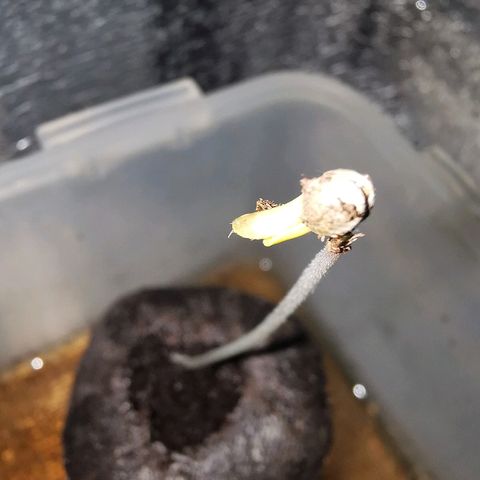 Cris growlog timeline photo