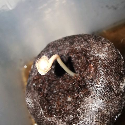 Suky growlog timeline photo