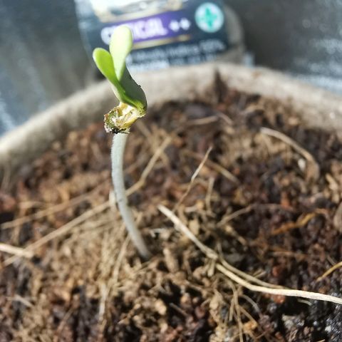 Cris growlog timeline photo