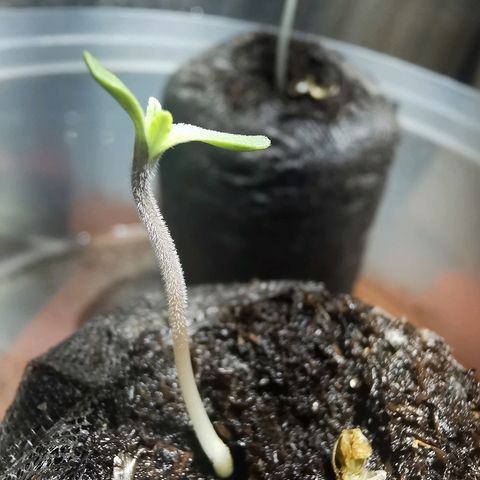 Jean growlog timeline photo