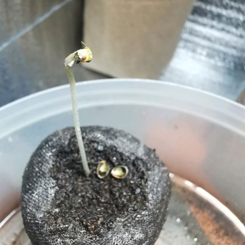 Suky growlog timeline photo