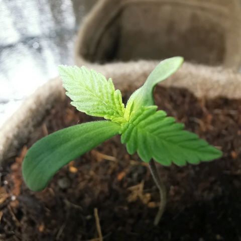 Cris growlog photo: Estado de crecimiento
