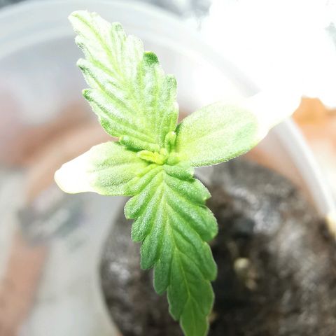 Suky growlog photo: Estado de crecimiento