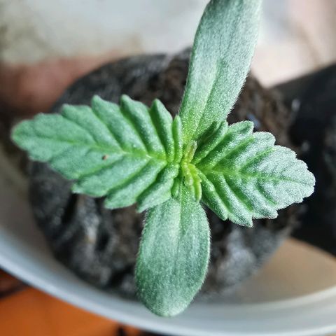 Jean growlog photo: Estado de crecimiento