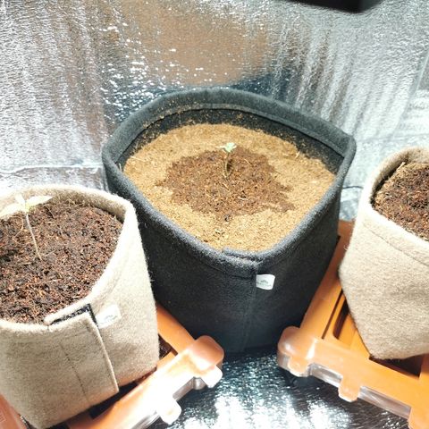 Cris growlog photo: Apariencia después de trasplantar