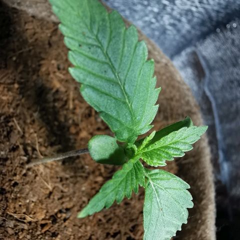 Cris growlog timeline photo