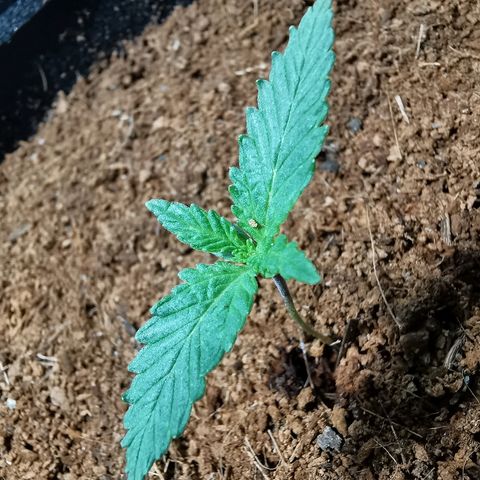 Suky growlog timeline photo