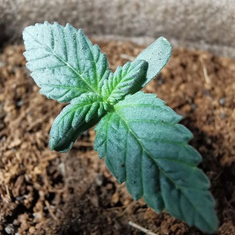 Jean growlog timeline photo