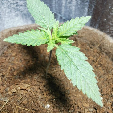 Cris growlog timeline photo