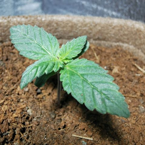 Jean growlog timeline photo