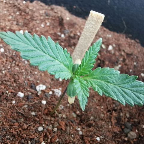 Suky growlog timeline photo