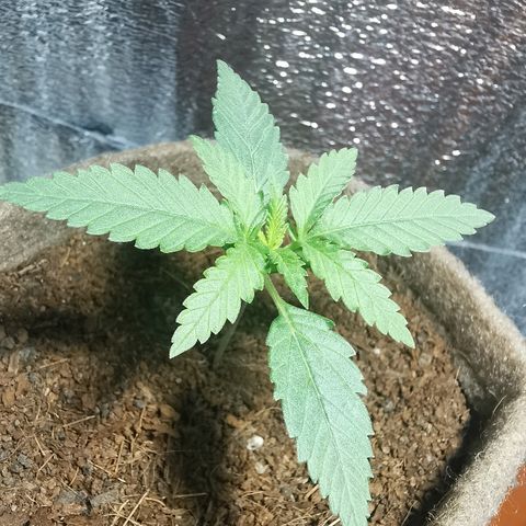 Cris growlog timeline photo
