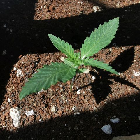 Suky growlog timeline photo