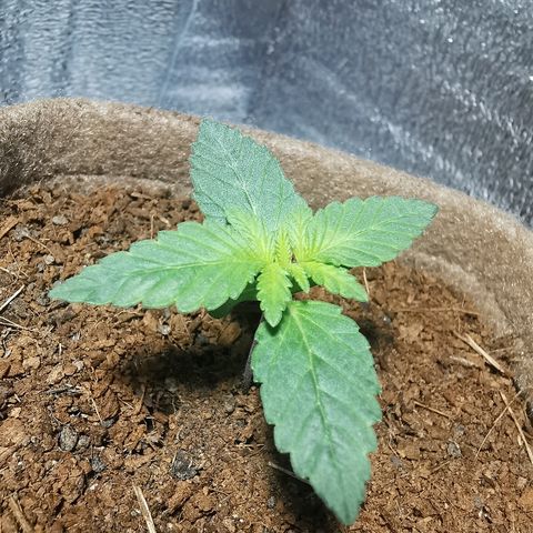 Jean growlog timeline photo