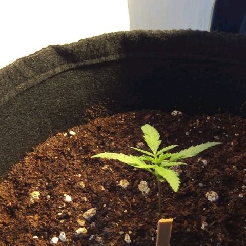 Suky growlog timeline photo
