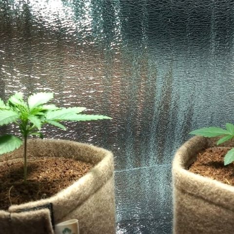 Cris growlog timeline photo